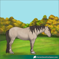 Horse Color:Classic Champagne Dun 