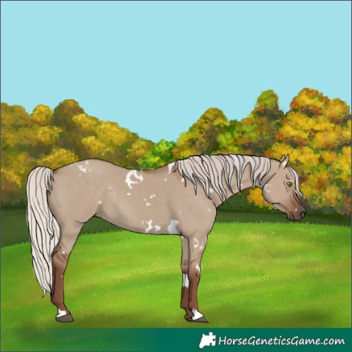 Horse Color:White Spotted Silver Grullo Rabicano 