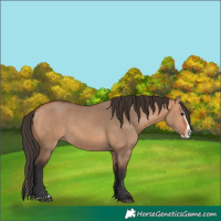 Horse Color:Bay Dun Splash 