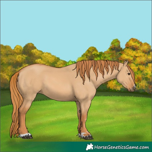 Horse Color:Red Dun 