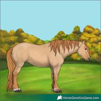 Horse Color:Red Dun 