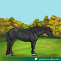 Horse Color:Black Rabicano 