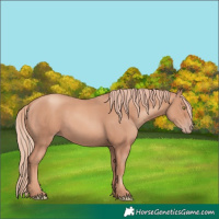 Horse Color:Gold Champagne