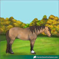 Horse Color:Buckskin 