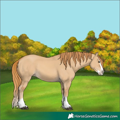 Horse Color:Red Dun Splash 