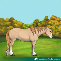 Horse Color:Red Dun Splash 