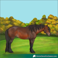 Horse Color:Brown 