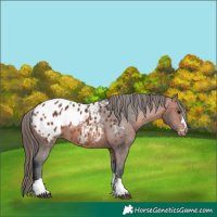 Horse Color:Bay Appaloosa