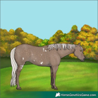 Horse Color:White Spotted Silver Grullo Rabicano 