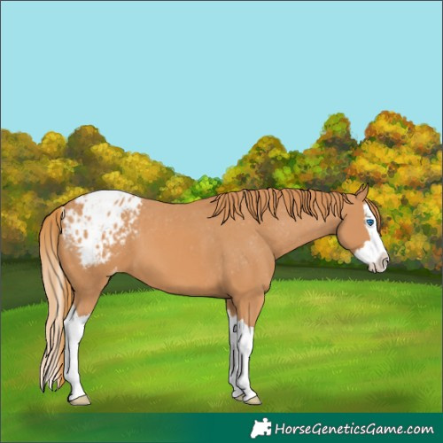 Horse Color:Chestnut Splash Appaloosa 