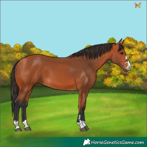 Horse Color:Bay 