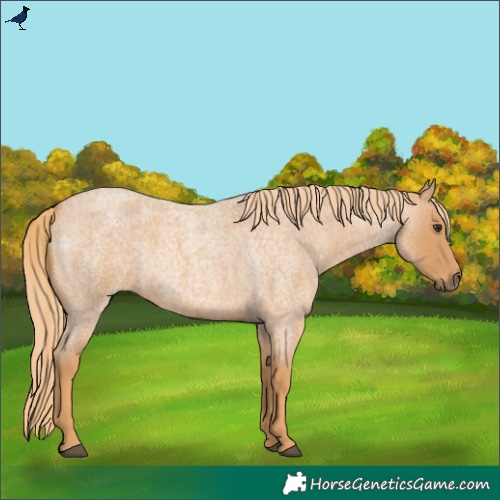 Horse Color:Red Roan 