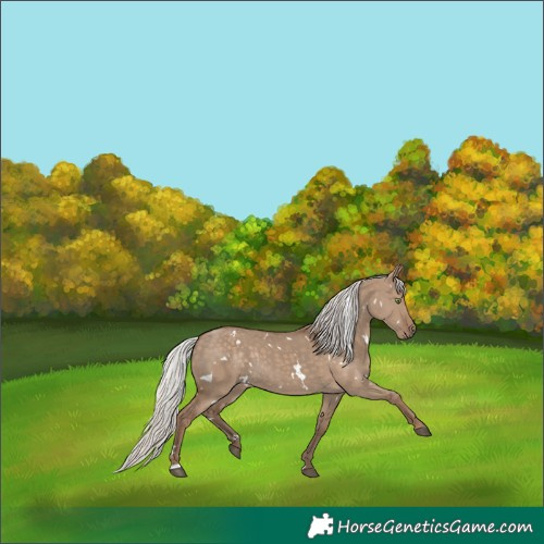 Horse Color:White Spotted Silver Grullo Rabicano