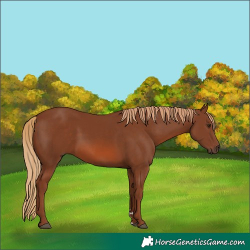 Horse Color:Chestnut 