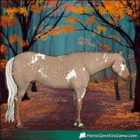 Horse Color:White Spotted Silver Grullo Rabicano 