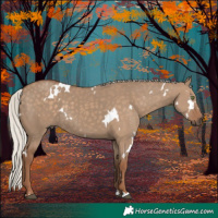 Horse Color:White Spotted Silver Grullo Rabicano 
