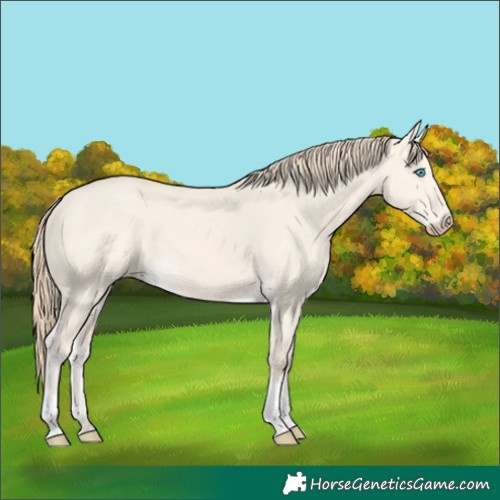 Horse Color:Perlino Dun Tobiano 