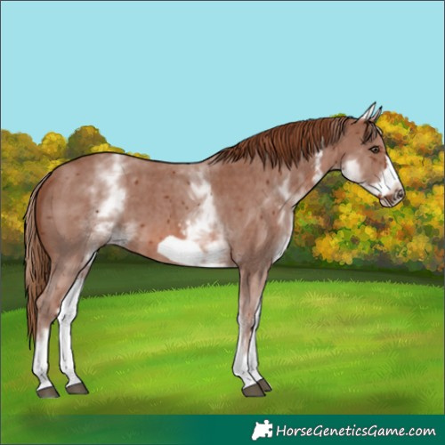 Horse Color:White Spotted Chestnut Sabino Frame 