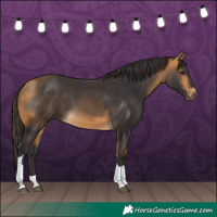 Horse Color:Buckskin Tobiano 