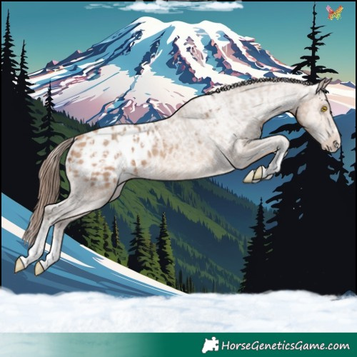 Horse Color:Amber Champagne Sabino Tobiano Appaloosa  and Amber Champagne Sabino Tobiano Appaloosa Rabicano 