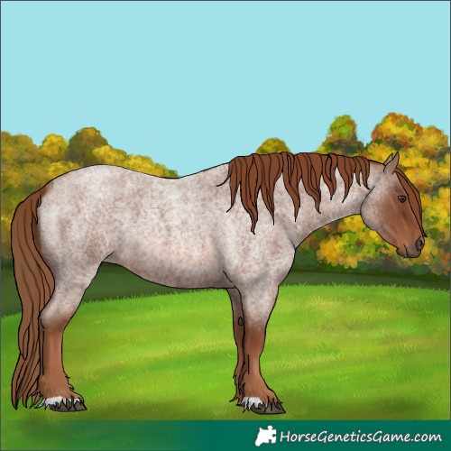 Horse Color:Red Roan 
