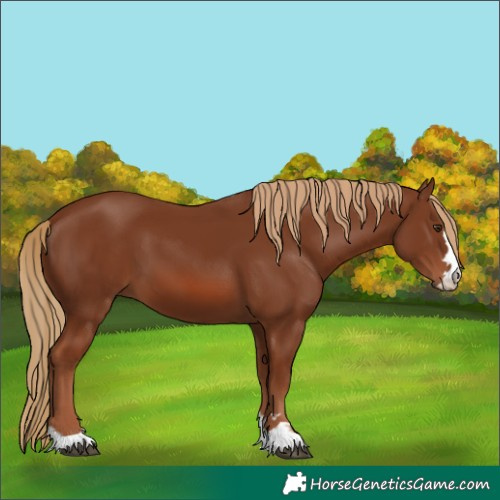 Horse Color:Chestnut 
