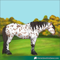 Horse Color:Bay Appaloosa 
