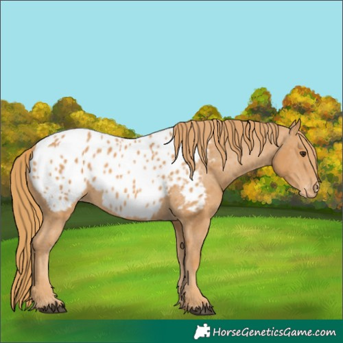 Horse Color:Chestnut Appaloosa 