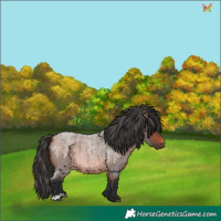 Horse Color:Bay Roan 
