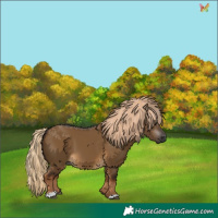 Horse Color:Gray Chocolate Palomino Dun 