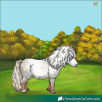 Horse Color:Gray Chocolate Palomino Dun 