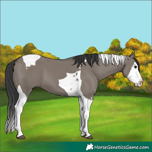 Horse Color:Grullo Splash Tobiano