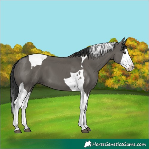 Horse Color:Grullo Splash Tobiano