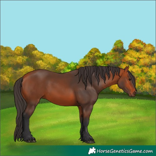 Horse Color:Bay 