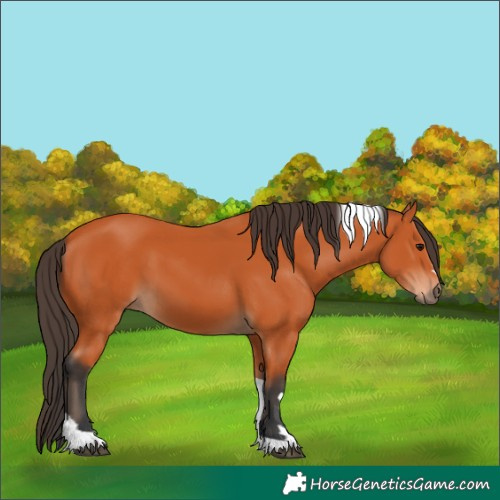 Horse Color:Bay Tobiano 