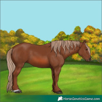 Horse Color:Chestnut 