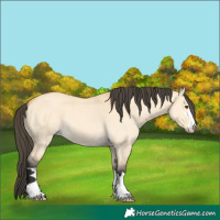 Horse Color:Buckskin Dun 