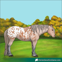 Horse Color:Bay Appaloosa 