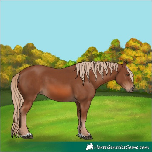 Horse Color:Chestnut 