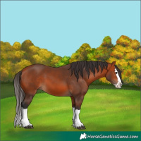 Horse Color:Bay Splash 