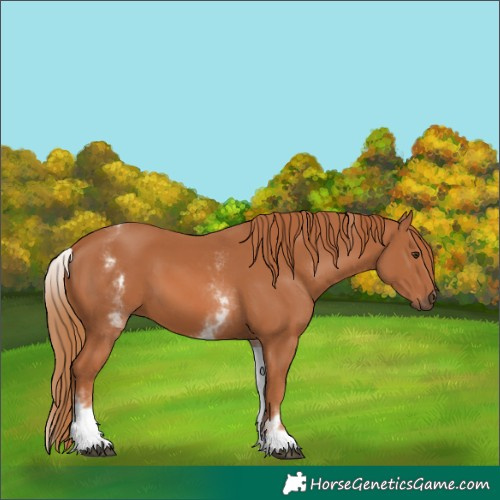 Horse Color:White Spotted Chestnut
