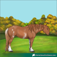 Horse Color:White Spotted Chestnut 