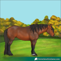 Horse Color:Bay 