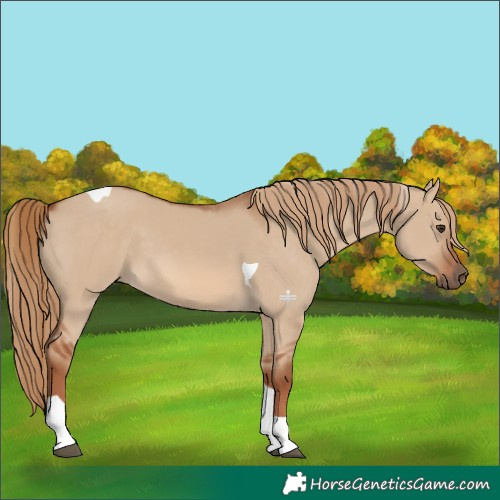 Horse Color:Red Dun Tobiano 
