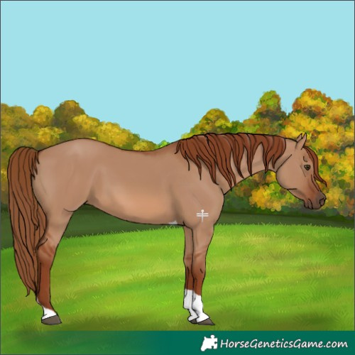 Horse Color:Red Dun Tobiano 
