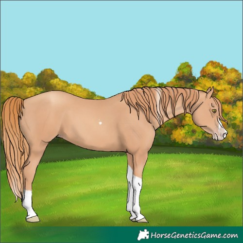 Horse Color:Gold Champagne Splash Tobiano 