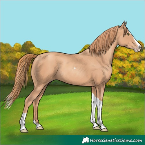 Horse Color:Gold Champagne Splash Tobiano 