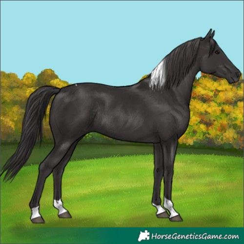 Horse Color:Smoky Black Tobiano Rabicano 