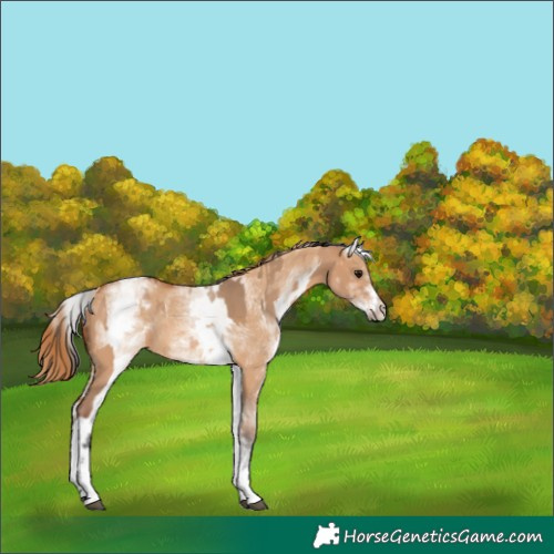 Horse Color:White Spotted Bay Dun Rabicano  and White Spotted Red Dun Rabicano 