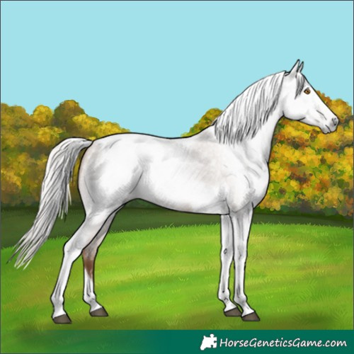 Horse Color:Gray Silver Blue Roan Pearl Tobiano Frame 
